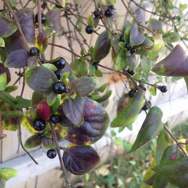 Honeysuckle Berries Crumb A Food Blog