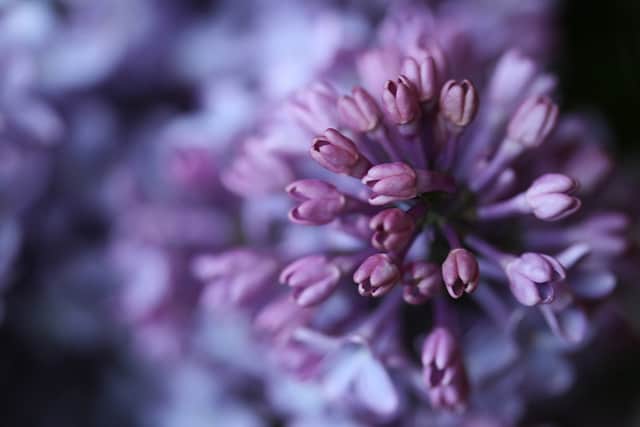 Lilac Blossoms