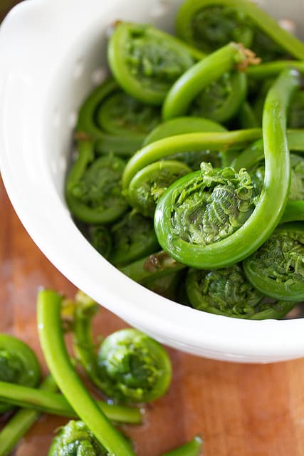 Fiddleheads