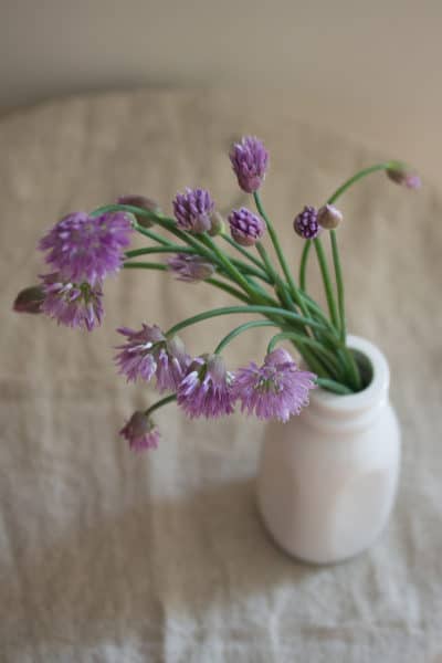 Chive Blossoms